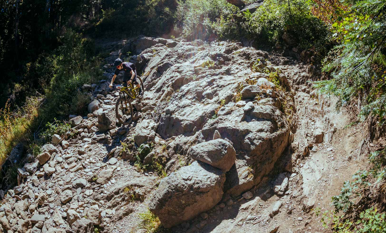 Racers riding through big pine tree trunks with green moss on them